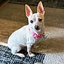 dog, small_dog, white_dog, pet, indoor, carpet, footwear, clog, pink_collar, animal, cute, sitting, ears_up, toy, floor, home, looking, domestic_animal, companion, closeup