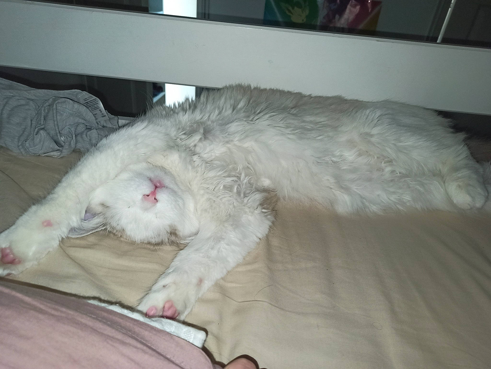 Sharly a rejoint le concours — aidez-le/la à gagner de superbes lots ! bedding, canidae, carnivore, comfort, companion_dog, couch, dog, dog_breed, duvet, fur, grey, linens, nap, paw, small_to_medium_sized_cats, snout, sporting_group, tail, whiskers, working_animal