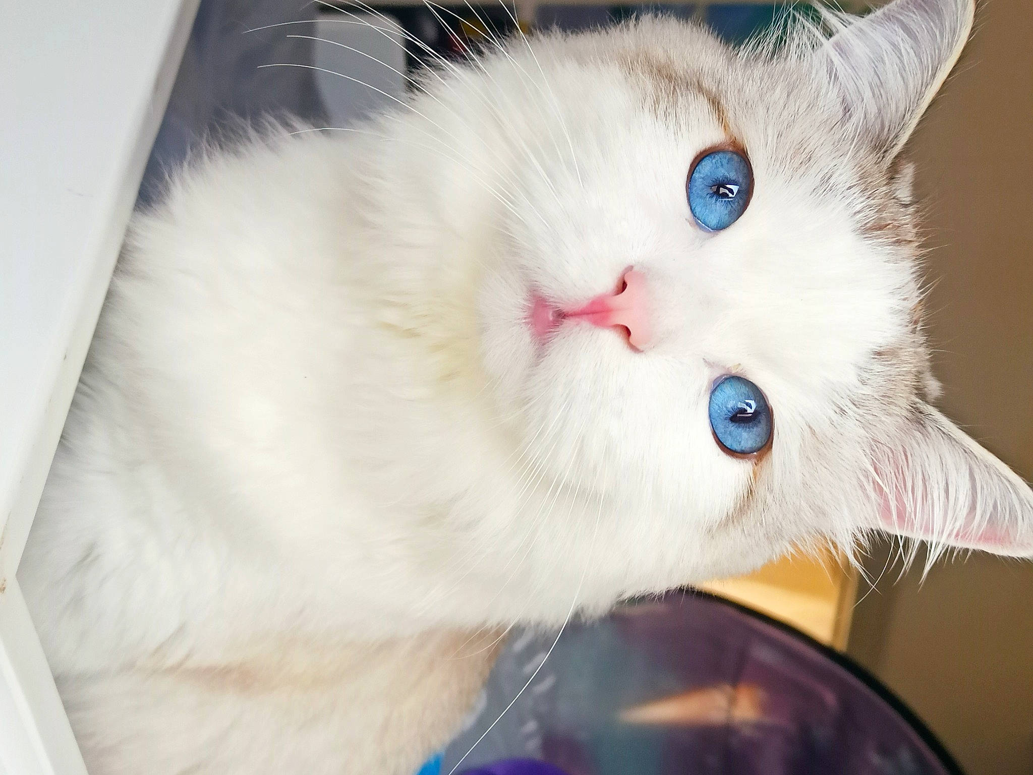 Sharly participe au concours pour gagner de l'argent avec cette photo : carnivore, cat, claw, comfort, domestic_short_haired_cat, fawn, felidae, fur, paw, small_to_medium_sized_cats, snout, tail, whiskers, window