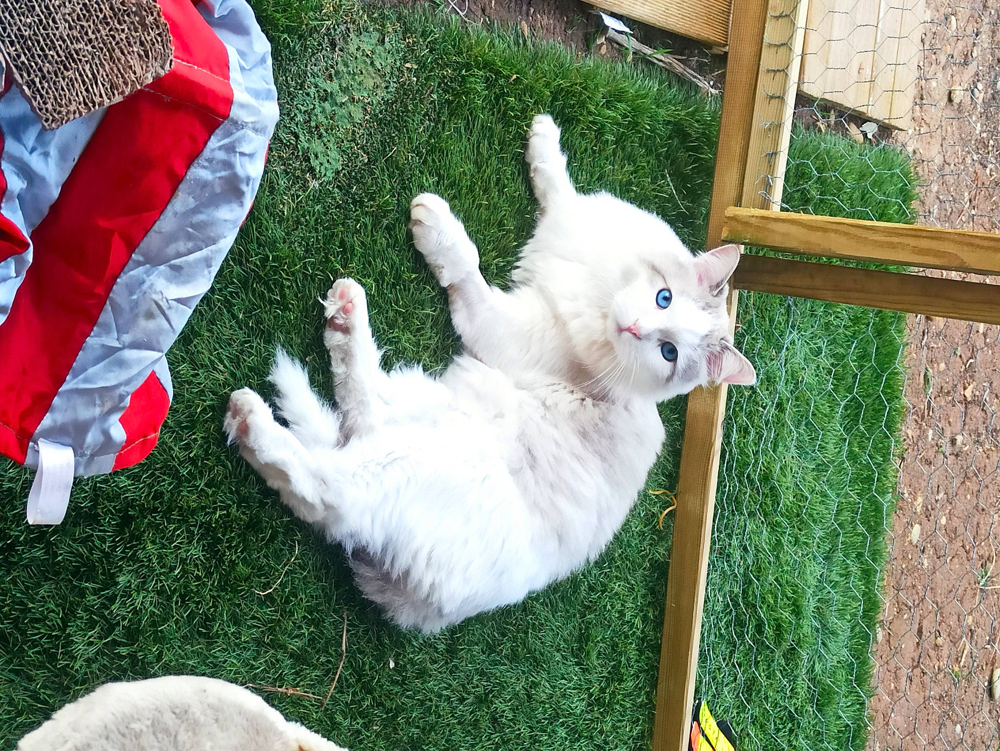 Sharly a rejoint le concours — aidez-le/la à gagner de superbes lots ! canidae, carnivore, cat, chair, companion_dog, dog_breed, domestic_short_haired_cat, eye, fawn, felidae, fur, grass, plant, sitting, small_to_medium_sized_cats, sporting_group, tail, whiskers, window, yard