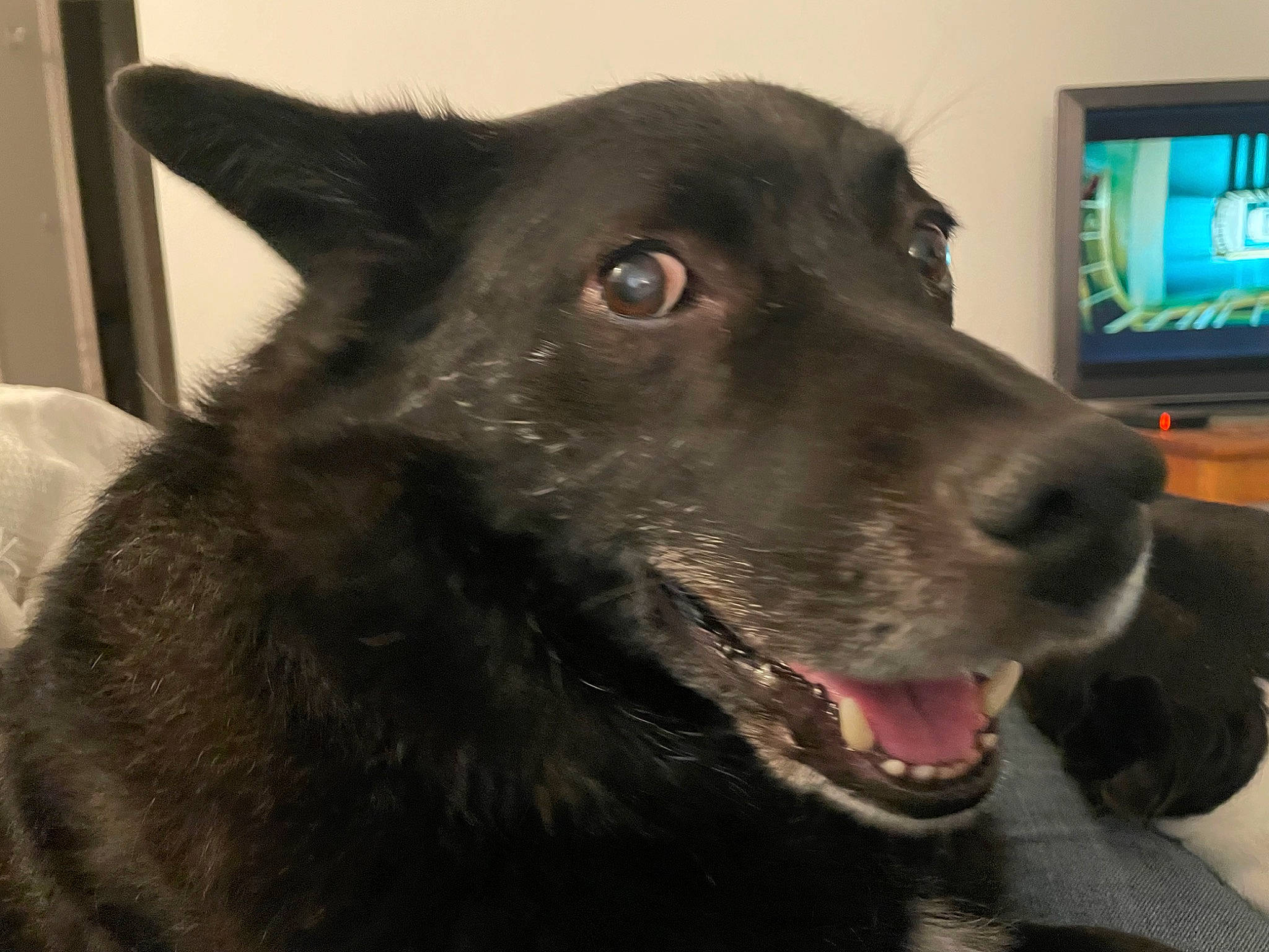 Hélios a rejoint le concours — aidez-le/la à gagner de superbes lots ! borador, canidae, carnivore, collar, companion_dog, display_device, dog, dog_breed, dog_collar, ear, flat_panel_display, fur, jaw, led_backlit_lcd_display, snout, sporting_group, television, television_set, whiskers, working_animal