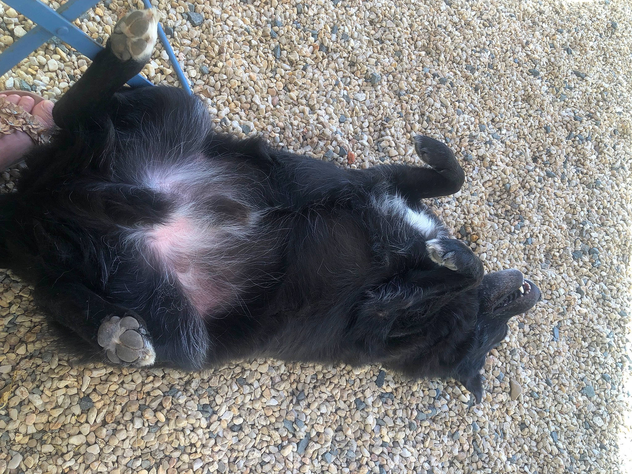 Hélios a rejoint le concours — aidez-le/la à gagner de superbes lots ! asphalt, claw, dog_breed, felidae, fur, paw, road_surface, shadow, soil, tail, tar, terrestrial_animal