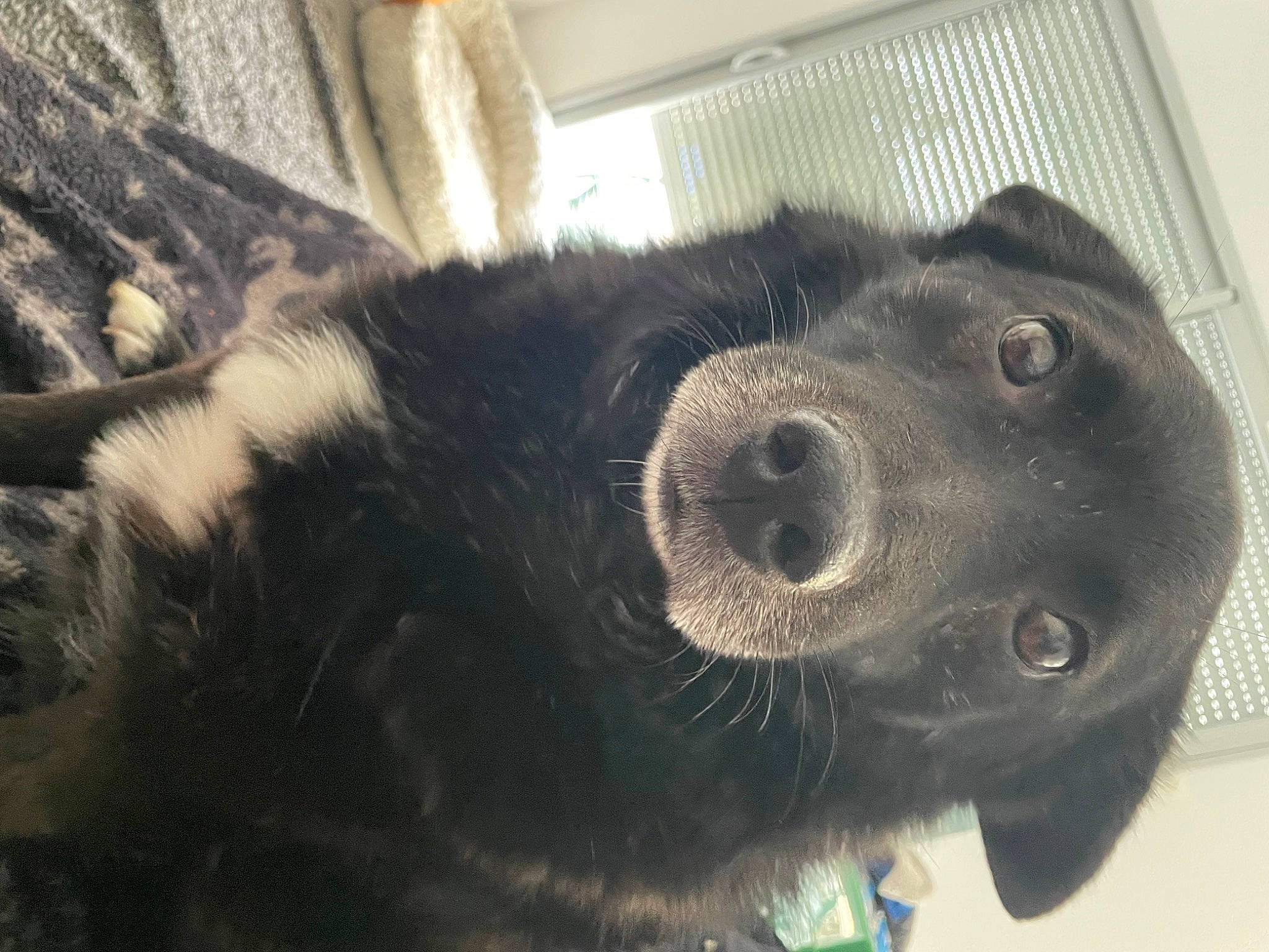 Hélios participe au concours pour gagner de l'argent avec cette photo : borador, canidae, carnivore, collar, companion_dog, dog, dog_breed, fawn, fur, liver, natural_material, non_sporting_group, paw, pet_supply, snout, sporting_group, terrestrial_animal, whiskers, working_animal