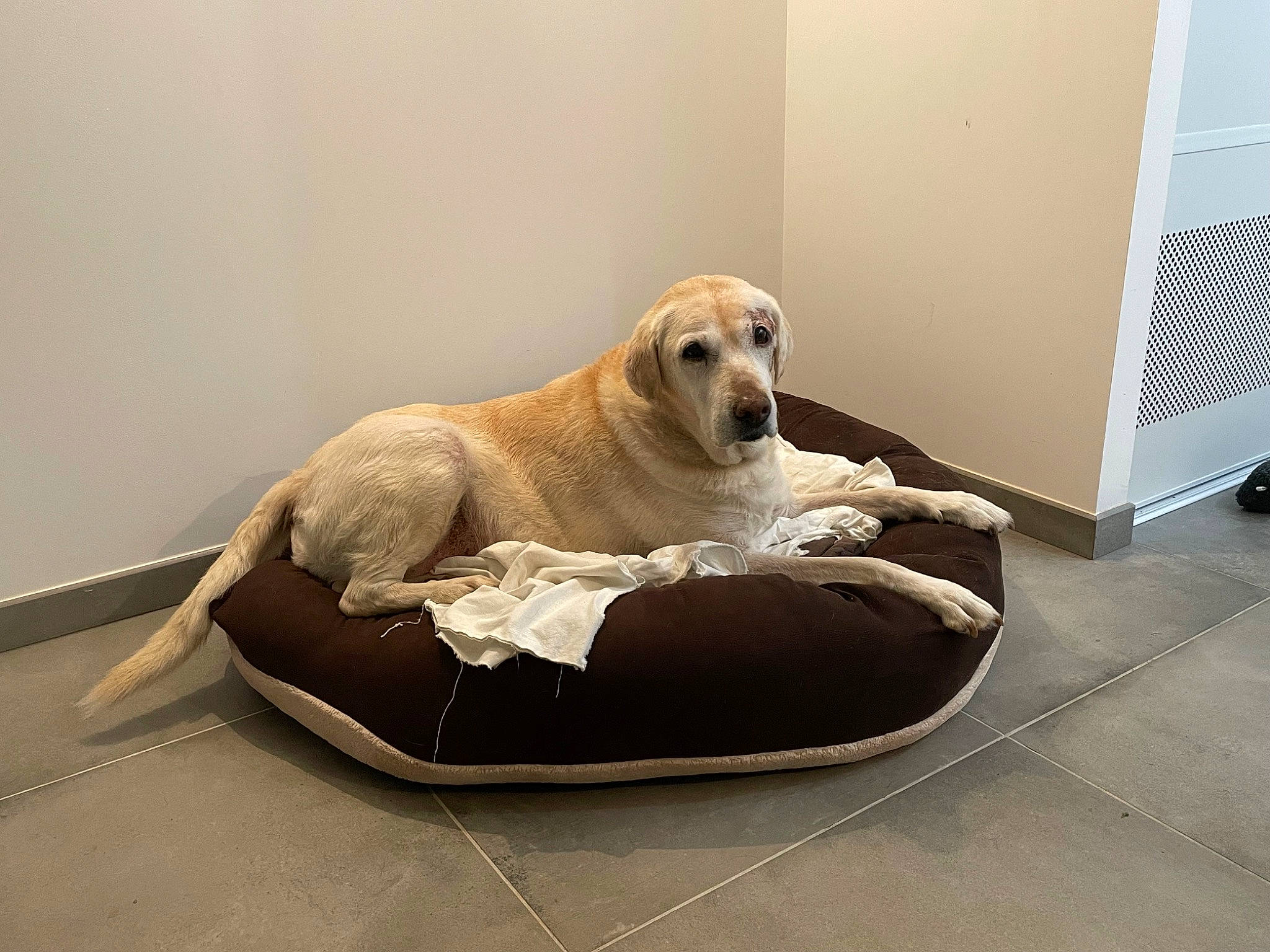 Leekie a rejoint le concours — aidez-le/la à gagner de superbes lots ! bean_bag, canidae, carnivore, chair, comfort, companion_dog, couch, dog, dog_bed, dog_breed, dog_supply, fawn, flooring, fur, pet_supply, sitting, snout, sporting_group, studio_couch, working_animal