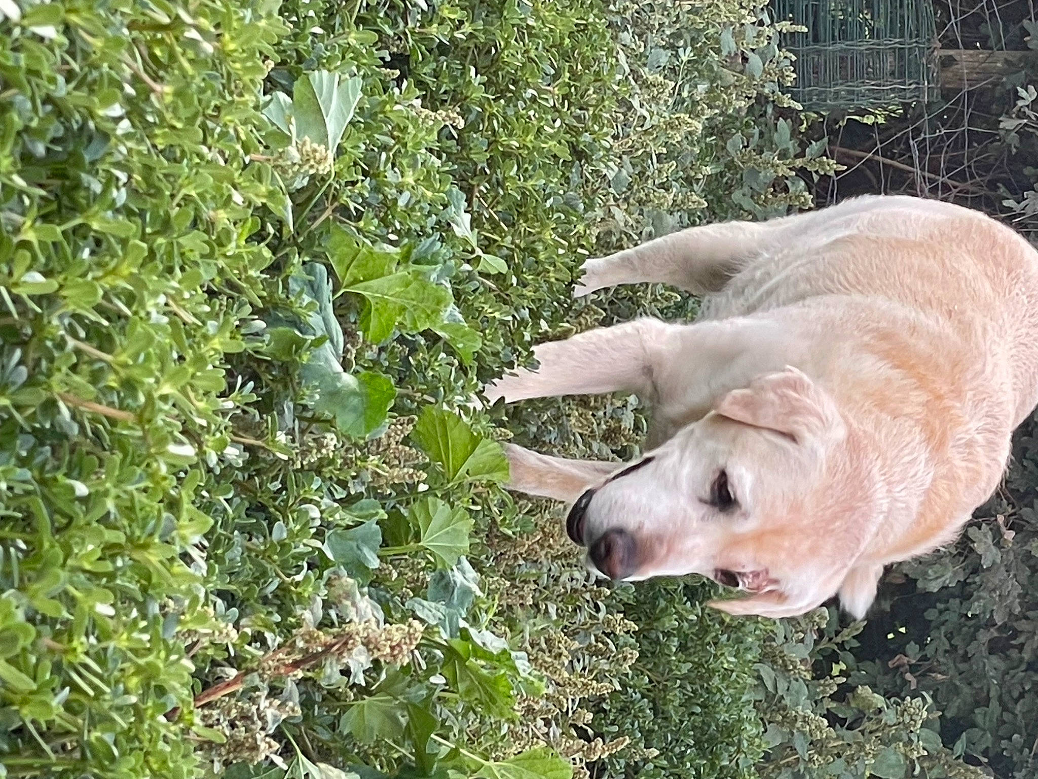 Leekie a rejoint le concours — aidez-le/la à gagner de superbes lots ! canidae, carnivore, companion_dog, dog, dog_breed, fawn, grass, groundcover, guard_dog, gun_dog, herb, labrador_retriever, plant, retriever, shrub, sporting_group, tail, terrestrial_animal, wildlife, working_animal