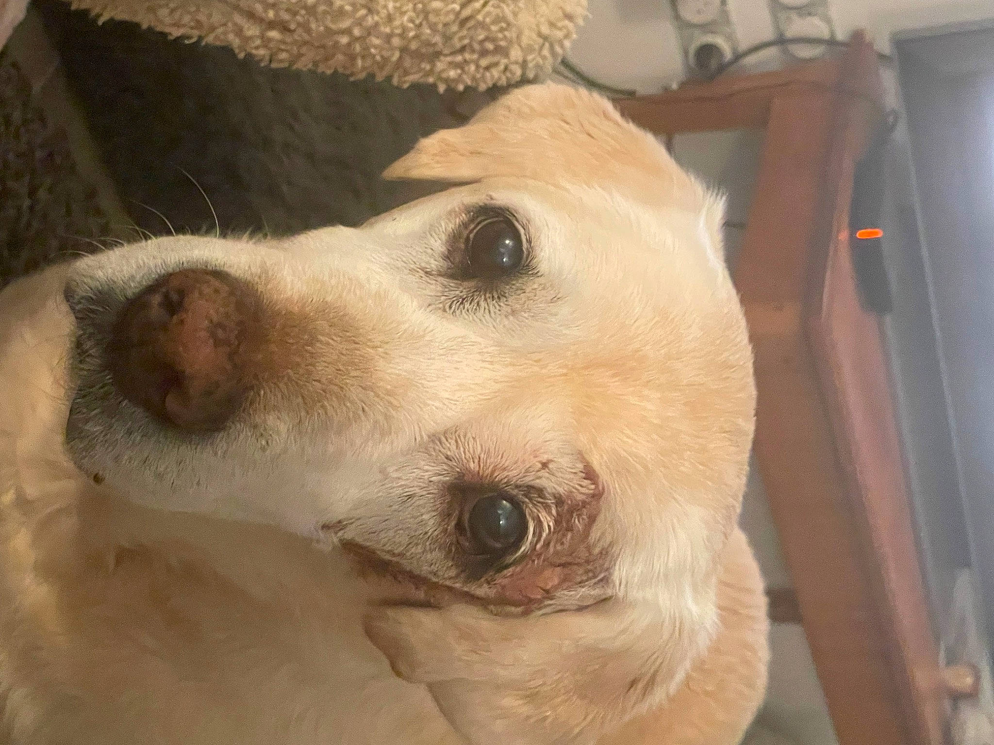 Leekie participe au concours pour gagner de l'argent avec cette photo : canidae, carnivore, companion_dog, dog, dog_breed, fawn, fur, jaw, labrador_retriever, non_sporting_group, paw, pet_supply, retriever, sporting_group, whiskers, working_animal