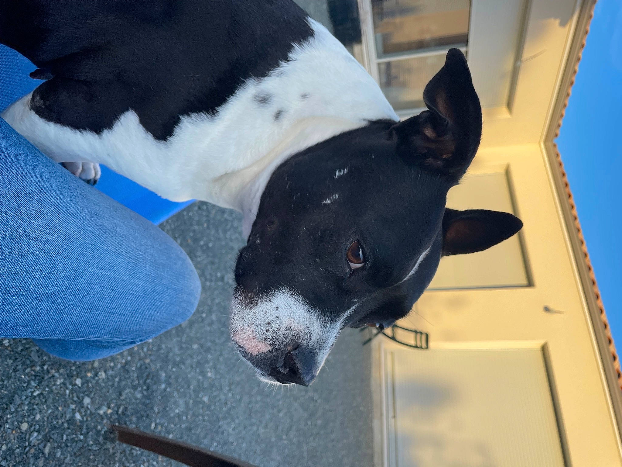 Sienna participe au concours pour gagner de l'argent avec cette photo : blue, carnivore, collar, companion_dog, dog, dog_breed, dog_supply, electric_blue, non_sporting_group, pet_supply, snout, sporting_group, whiskers, working_animal