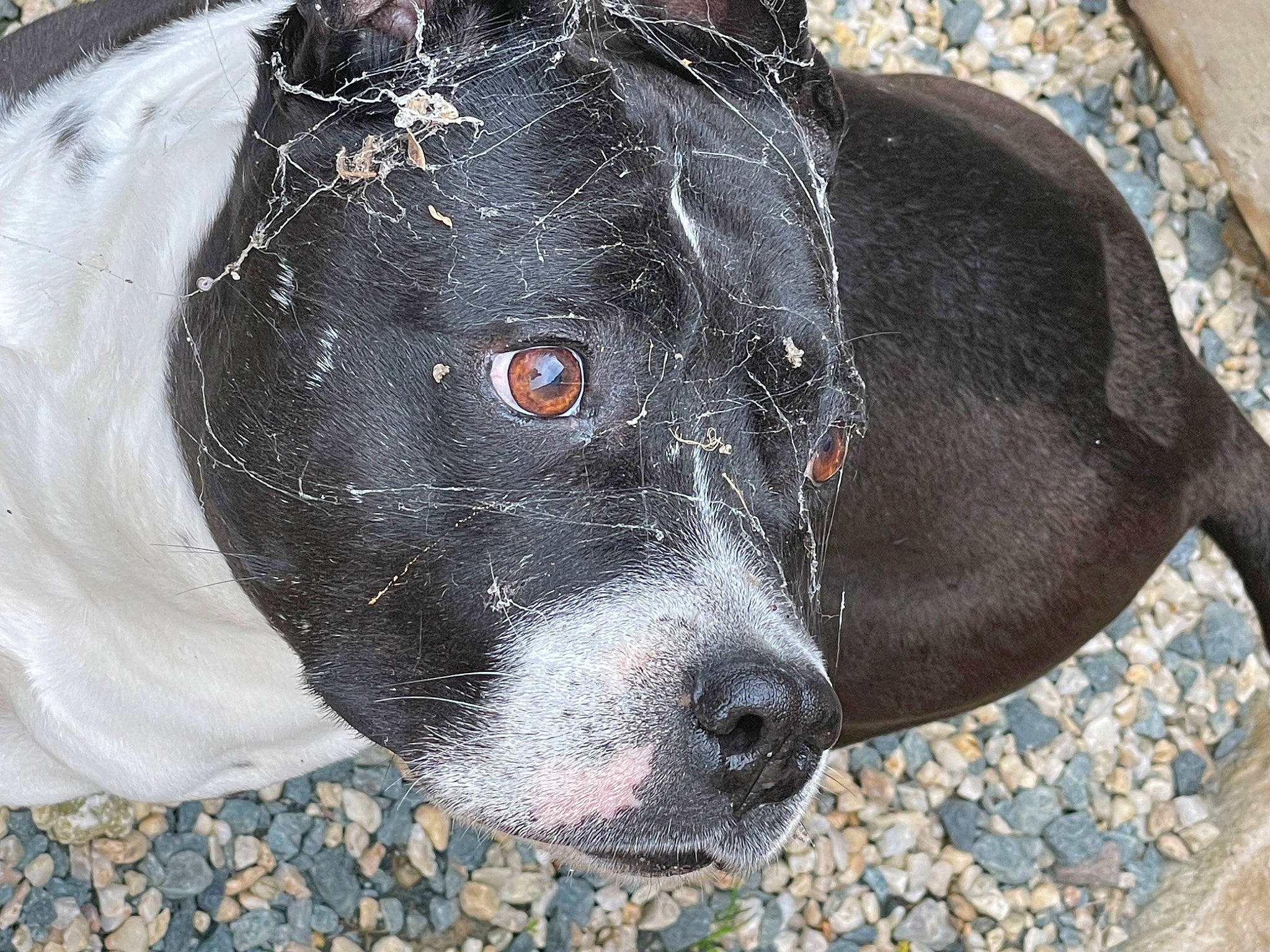 Sienna a rejoint le concours — aidez-le/la à gagner de superbes lots ! borador, canidae, carnivore, companion_dog, dog, dog_breed, fur, guard_dog, non_sporting_group, snout, sporting_group, terrestrial_animal, whiskers, working_animal