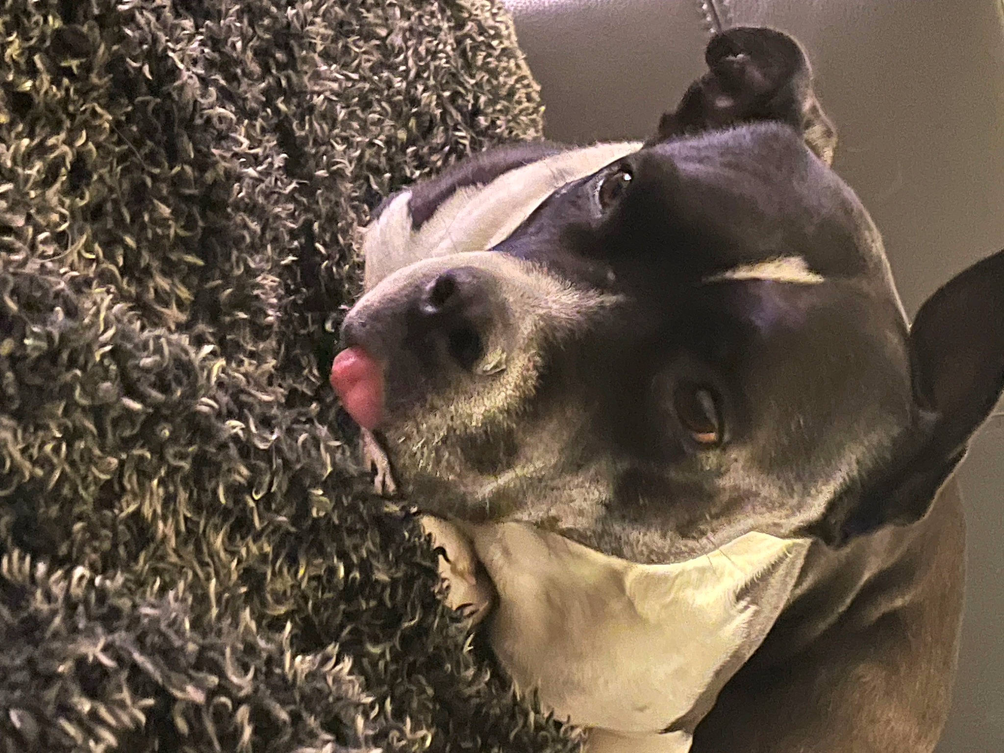 Sienna a rejoint le concours — aidez-le/la à gagner de superbes lots ! canidae, carnivore, collar, companion_dog, dog, dog_breed, ear, fawn, fur, grass, guard_dog, hunting_dog, jaw, non_sporting_group, snout, sporting_group, terrestrial_animal, whiskers, working_animal, working_dog