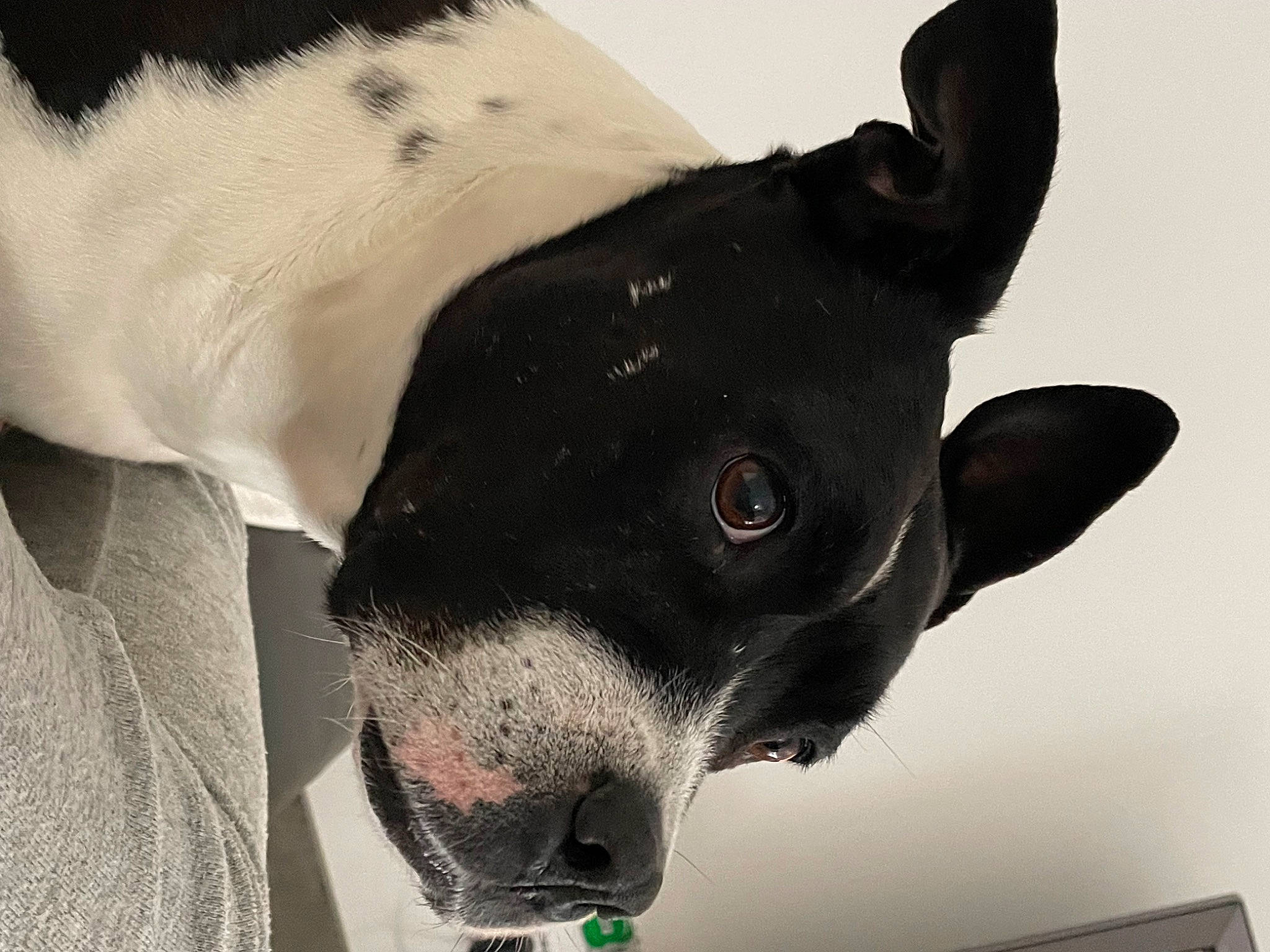 Sienna a rejoint le concours — aidez-le/la à gagner de superbes lots ! canidae, carmine, carnivore, collar, companion_dog, dog, dog_breed, ear, eye, fang, fawn, fur, jaw, monochrome_photography, non_sporting_group, snout, sporting_group, terrestrial_animal, whiskers, working_animal