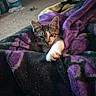 Oso joined the competition — help win amazing prizes! animal, blanket, cat, close_up, cozy, cute, ears, eyes, fur, home, indoors, kitten, lying_down, paw, pet, portrait, purple_blanket, tabby, whiskers, white_paw