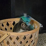 Oso is registered to the contest to win money with this photo: animal, basket, bottle, carpet, cat, cozy, curled_up, cute, dark_background, feline, gray_cat, household_item, indoor, kitten, pet, photography, resting, sleeping, white_cat, woven_basket