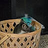 animal, basket, bottle, carpet, cat, cozy, curled_up, cute, dark_background, feline, gray_cat, household_item, indoor, kitten, pet, photography, resting, sleeping, white_cat, woven_basket