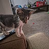 Oso joined the competition — help win amazing prizes! animal, carpet, cat, couch, cute, ears, fur, furniture, home, indoors, kitten, living_room, pet, photograph, remote_control, sofa, standing, tabby, toy, whiskers