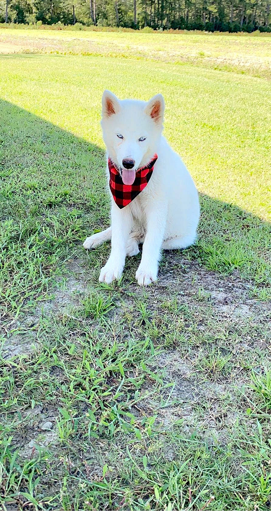 Nash joined the competition — help win amazing prizes! canidae, carnivore, collar, companion_dog, dog, dog_breed, dog_collar, dog_supply, grass, grass_family, groundcover, lawn, mammal, non_sporting_group, pet_supply, snout, sporting_group, tail, working_animal, working_dog