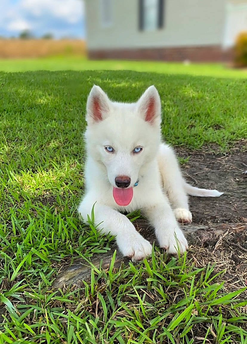 Nash joined the competition — help win amazing prizes! canidae, canis, carnivore, companion_dog, dog, dog_breed, field, fur, grass, green, indian_spitz, jaw, lawn, prairie, samoyed, snout, spitz, sporting_group, tongue, working_animal
