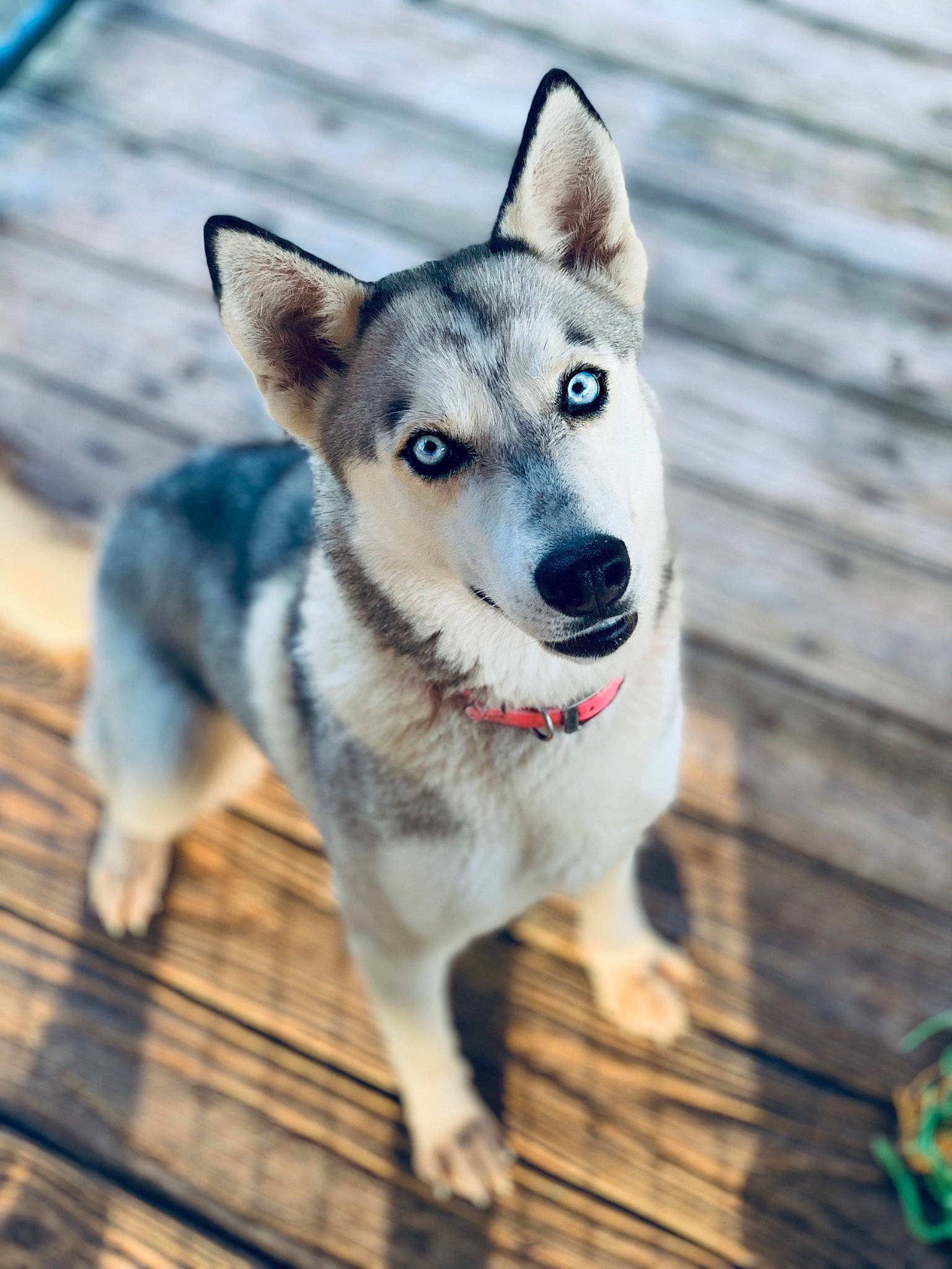 Mercury joined the competition — help win amazing prizes! canidae, carnivore, collar, companion_dog, dog, dog_breed, dog_collar, dog_supply, fawn, leash, pet_supply, sled_dog, snout, sporting_group, working_animal, working_dog