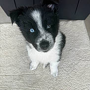 Saint joined the competition — help win amazing prizes! puppy, dog, black_and_white, blue_eyes, fur, pet, cute, indoor, carpet, texture, animal, young, looking_up, adorable, small, canine, fluffy, sitting, domestic, companion
