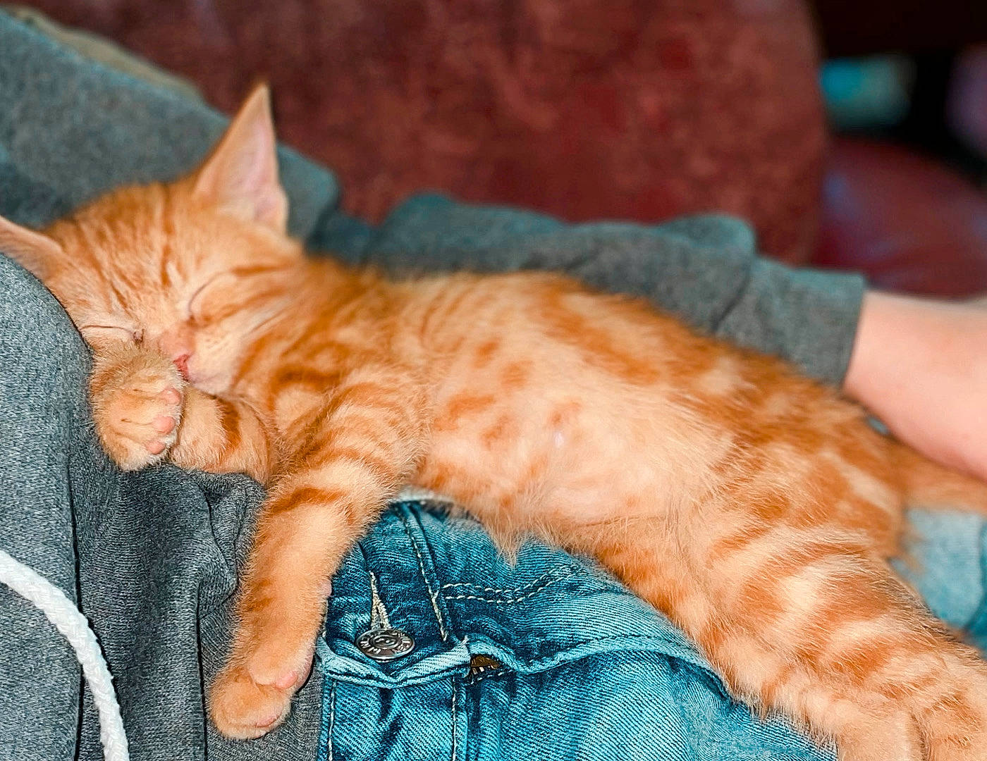 Barry joined the competition — help win amazing prizes! carnivore, cat, claw, comfort, domestic_short_haired_cat, electric_blue, fawn, felidae, fur, leg, linens, nap, orange, pattern, paw, small_to_medium_sized_cats, snout, tail, textile, whiskers