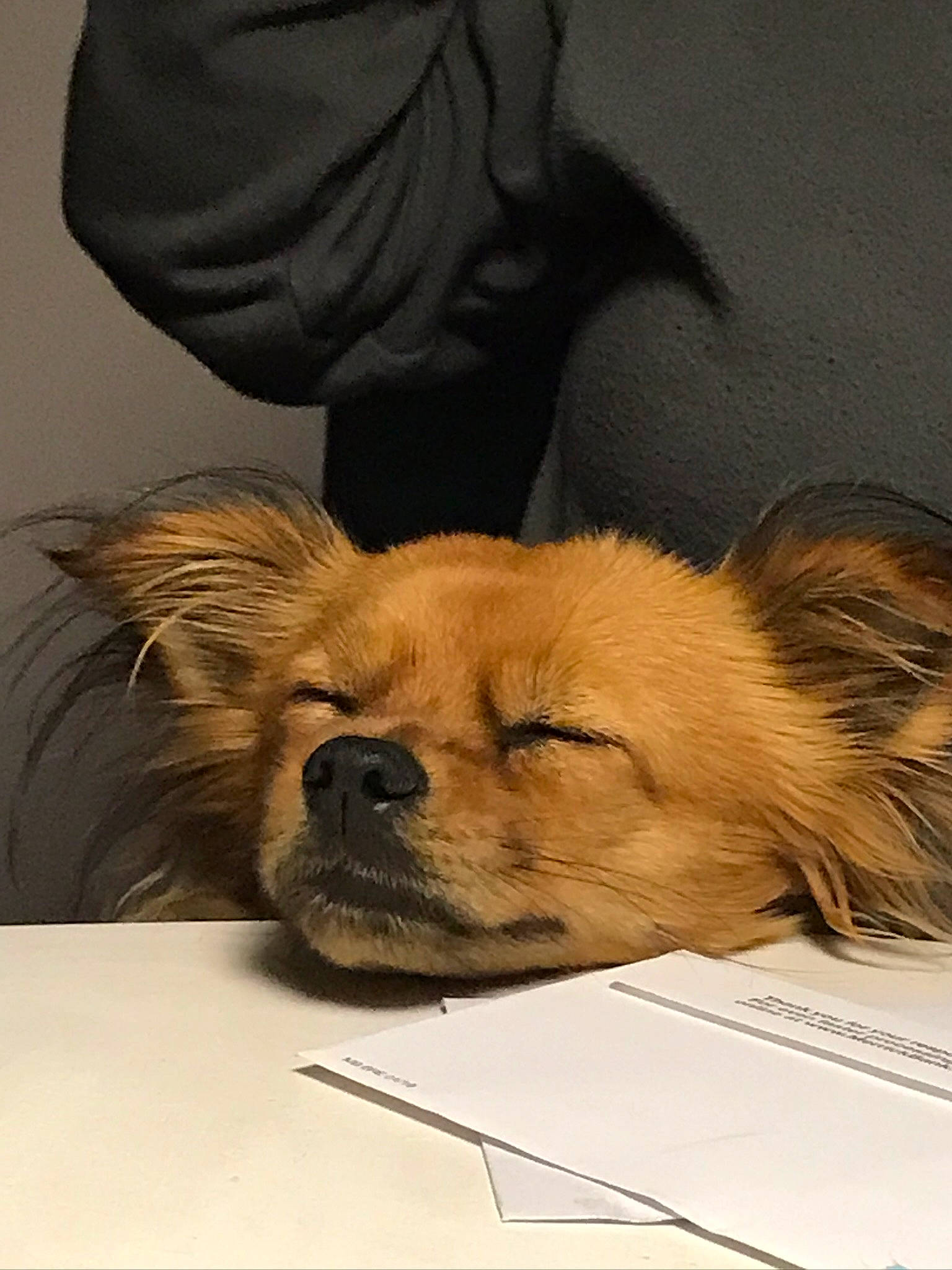 Penny is registered to the contest to win money with this photo: canidae, carnivore, comfort, companion_dog, dog, dog_breed, fawn, fur, nap, non_sporting_group, paper_product, paw, puppy, sleep, snout, sporting_group, terrestrial_animal, toy_dog, whiskers, working_animal