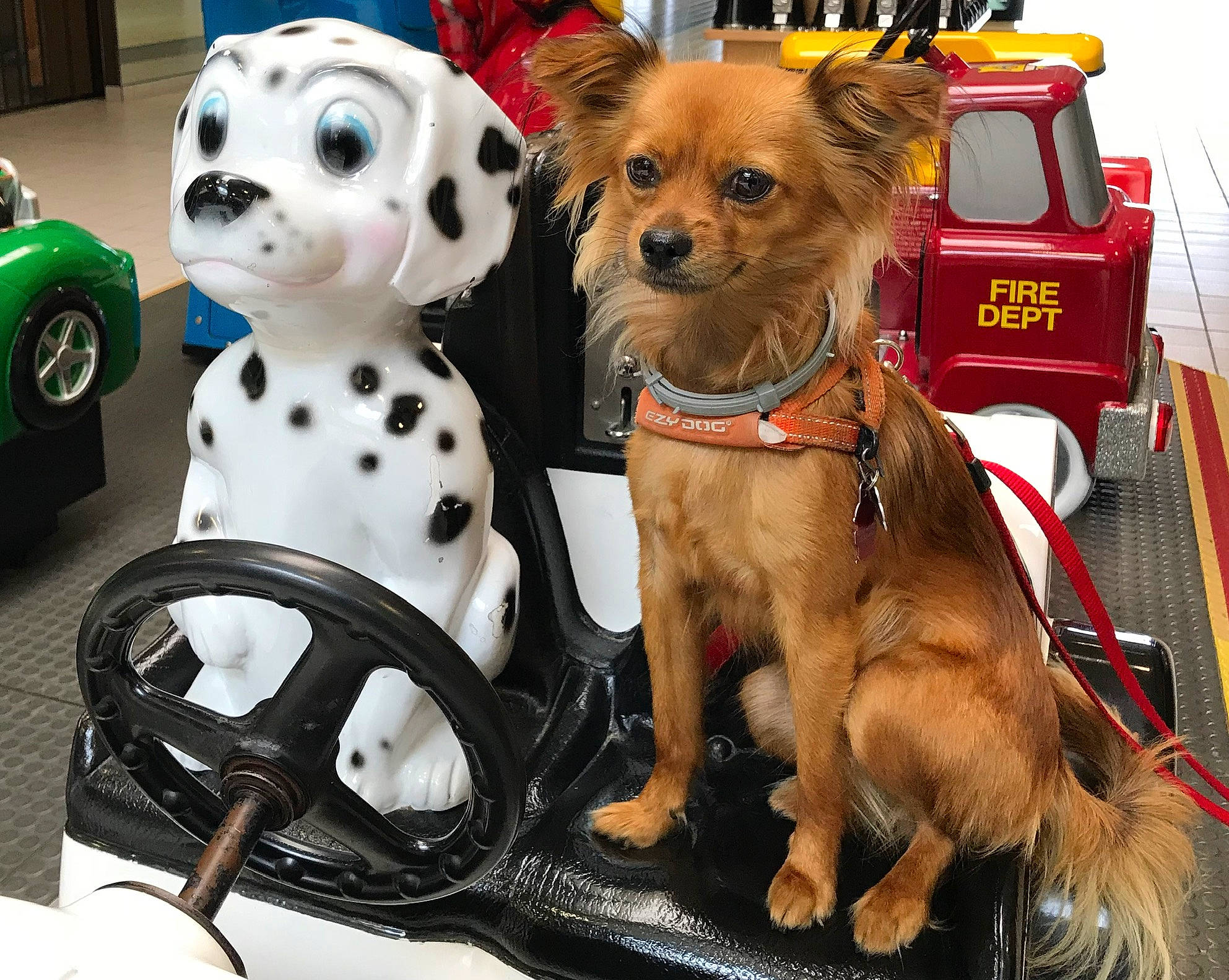 Penny is registered to the contest to win money with this photo: carnivore, collar, companion_dog, dalmatian, dog, dog_breed, dog_clothes, dog_collar, dog_supply, fawn, motor_vehicle, pet_supply, snout, tire, toy, toy_dog, vehicle, vertebrate, wheel, working_animal