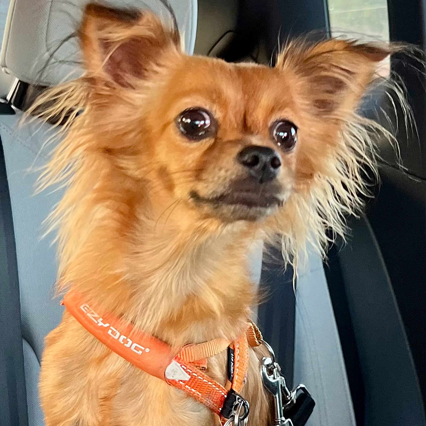 Penny