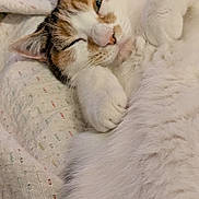Oasis participe au concours pour gagner de l'argent avec cette photo : bedding, blanket, calico_cat, cat, close_up, cozy, cute, ears, eyes, fur, indoor, lying_down, nose, paw, pet, portrait, relaxed, sleeping, whiskers, white_fur