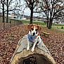 dog, harness, wooden_tunnel, autumn, fallen_leaves, park, tree, bench, fence, grass, overcast_sky, outdoor, pet, small_dog, brown_and_white, nature, leaf_litter, animal, daytime, quiet