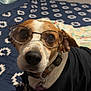 dog, glasses, bed, blanket, collar, shirt, indoor, pet, brown, white, black, pattern, fur, ears, nose, animal, domestic_animal, cute, portrait, looking