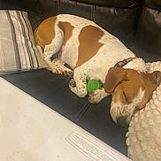 Maggie joined the competition — help win amazing prizes! dog, sleeping, couch, pillow, toy, brown, white, patch, leather, indoor, resting, pet, collar, cozy, peaceful, snuggling, closeup, fur, home, relaxation