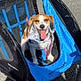 dog, pet_trailer, blue, bandana, tongue_out, happy, outdoor, sunny, gravel, leash, seated, canine, smiling, shadow, mesh, black, white, brown, fabric, wheel