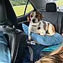 dog, car_interior, pillow, seat, backseat, window, person, hair, collar, tag, seatbelt, clothing, road_trip, nature_outside, headrest, black_leather, casual, relaxed, pet, travel