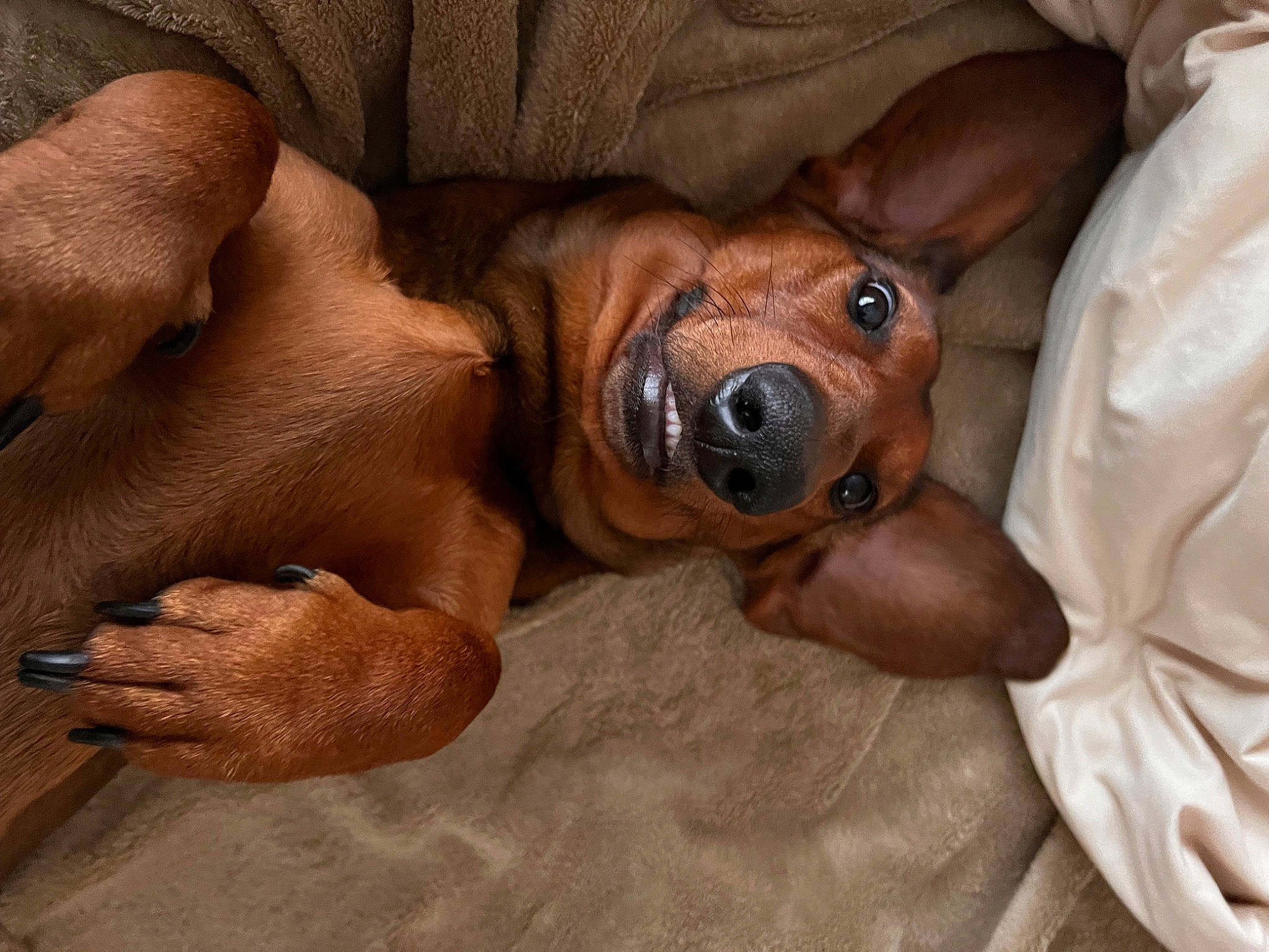 Franz is registered to the contest to win money with this photo: canidae, carnivore, comfort, companion_dog, dog, dog_breed, ear, fawn, fur, hound, liver, non_sporting_group, paw, puppy, snout, sporting_group, terrestrial_animal, whiskers, working_animal, wrinkle