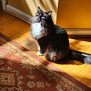 Khaleesi joined the competition — help win amazing prizes! cat, black_and_white, sunlight, wooden_floor, rug, indoor, pet, feline, shadow, yellow_wall, fluffy, sitting, whiskers, tail, cozy, domestic_animal, sunbeam, flooring, relaxing, home
