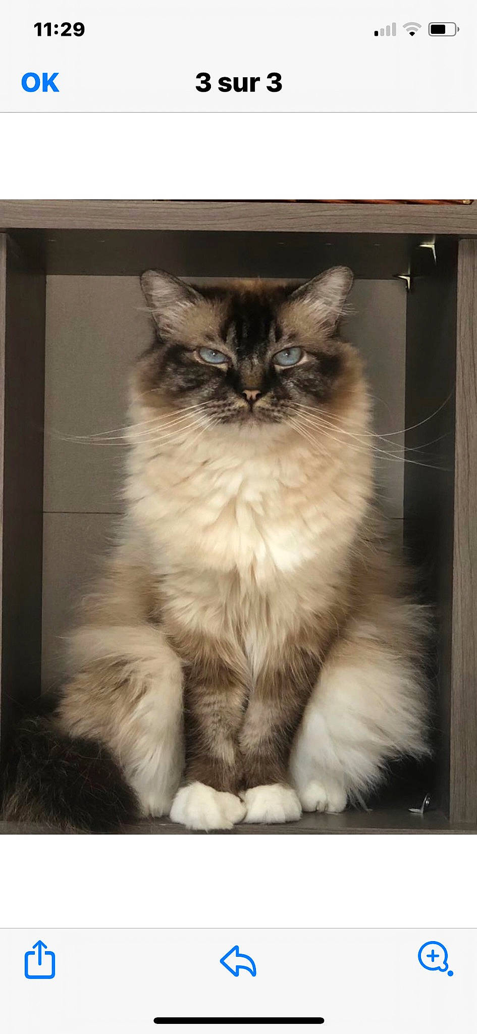 Norris a rejoint le concours — aidez-le/la à gagner de superbes lots ! box, british_longhair, carnivore, cat, felidae, flooring, fur, monochrome, monochrome_photography, paw, ragdoll, rectangle, sitting, small_to_medium_sized_cats, snout, terrestrial_animal, whiskers, window, wood