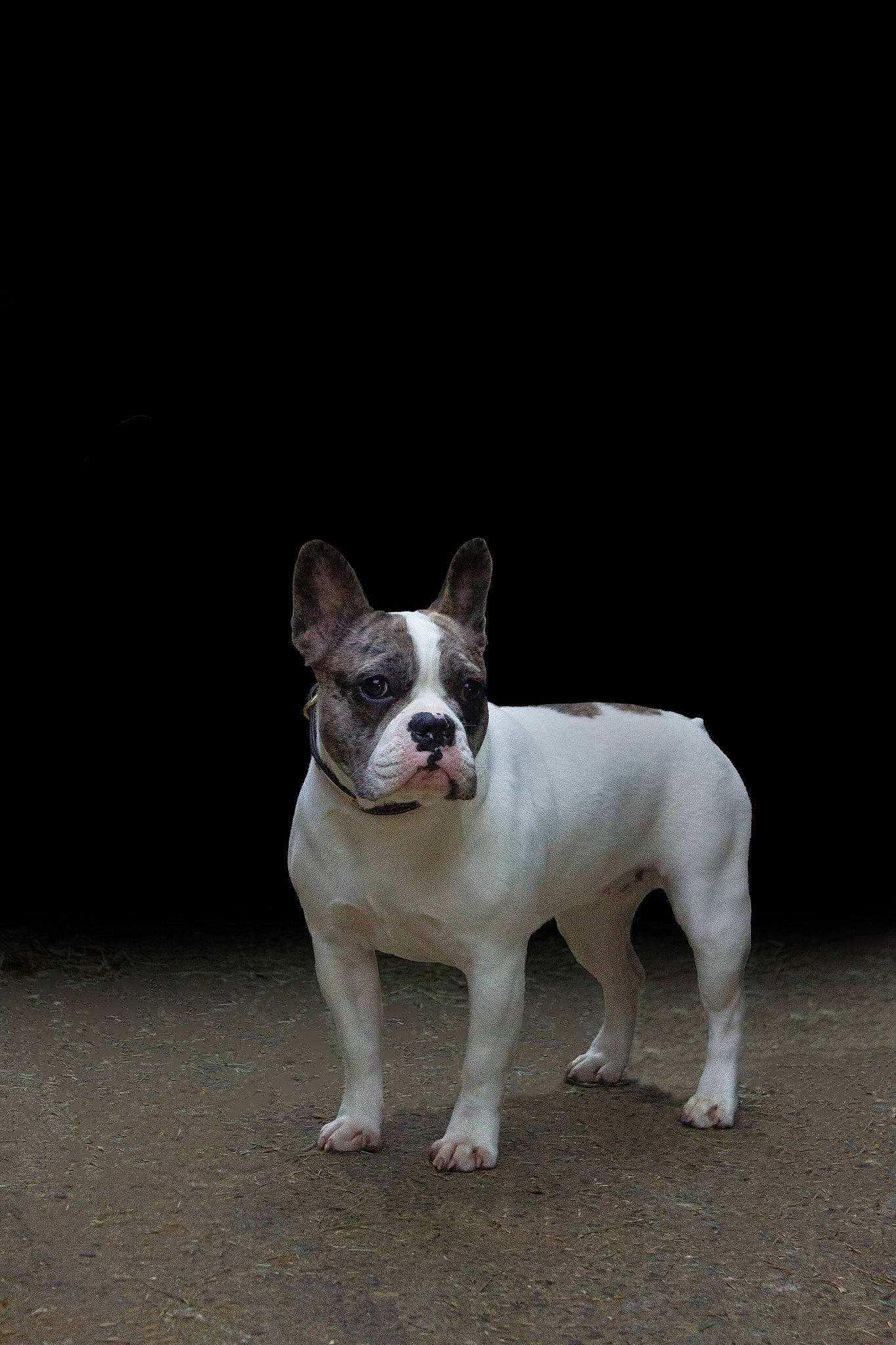 Téquila a rejoint le concours — aidez-le/la à gagner de superbes lots ! ancient_dog_breeds, bulldog, canidae, carnivore, companion_dog, dog, dog_breed, dog_collar, ear, fawn, french_bulldog, non_sporting_group, snout, sporting_group, tail, terrestrial_animal, toy_dog, whiskers