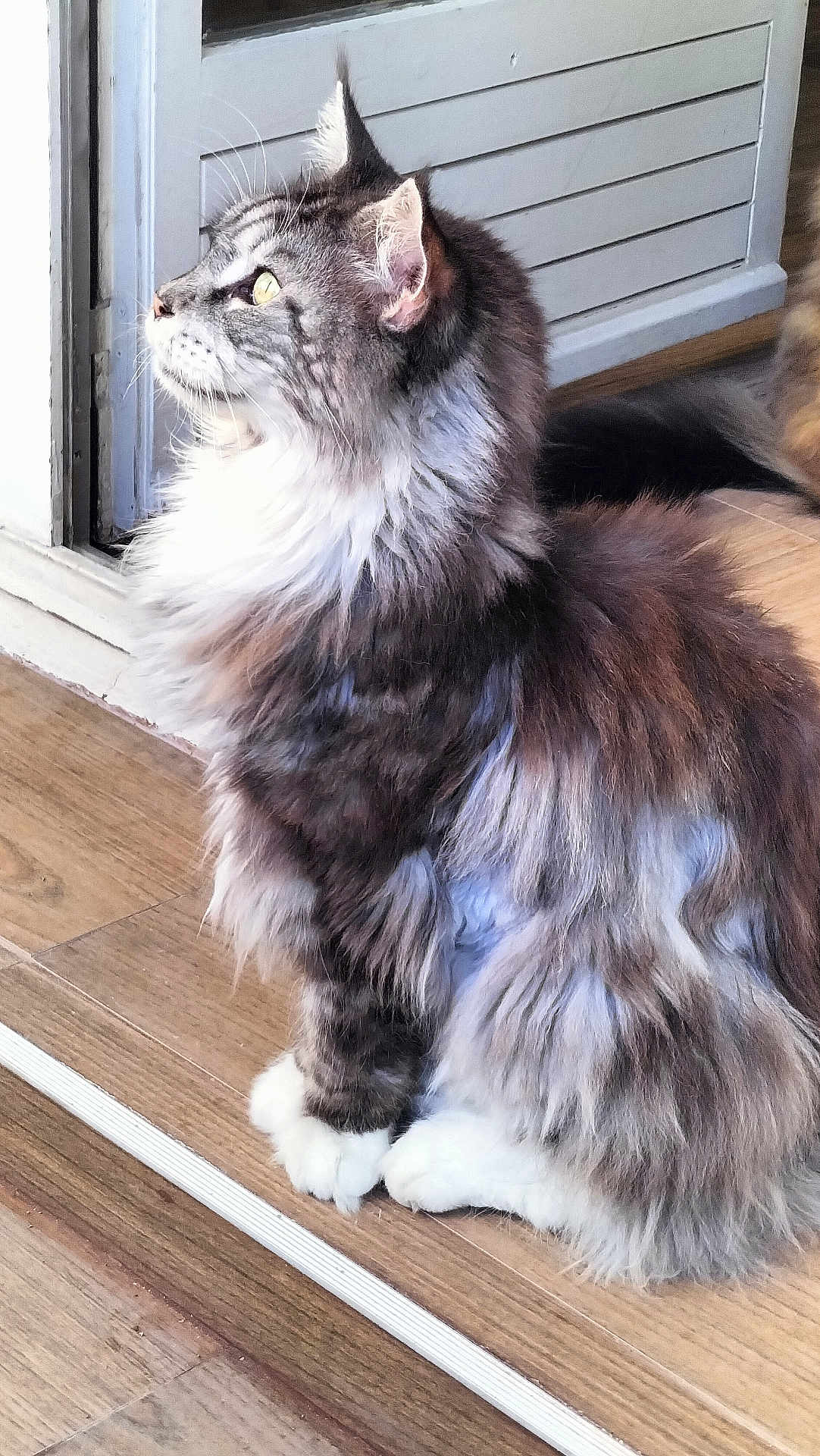 Julius participe au concours pour gagner de l'argent avec cette photo : cat, fluffy, long_hair, sitting, indoor, wooden_floor, door, pet, animal, feline, whiskers, paws, side_view, fur, alert, domestic_cat, mammal, cute, natural_light, household