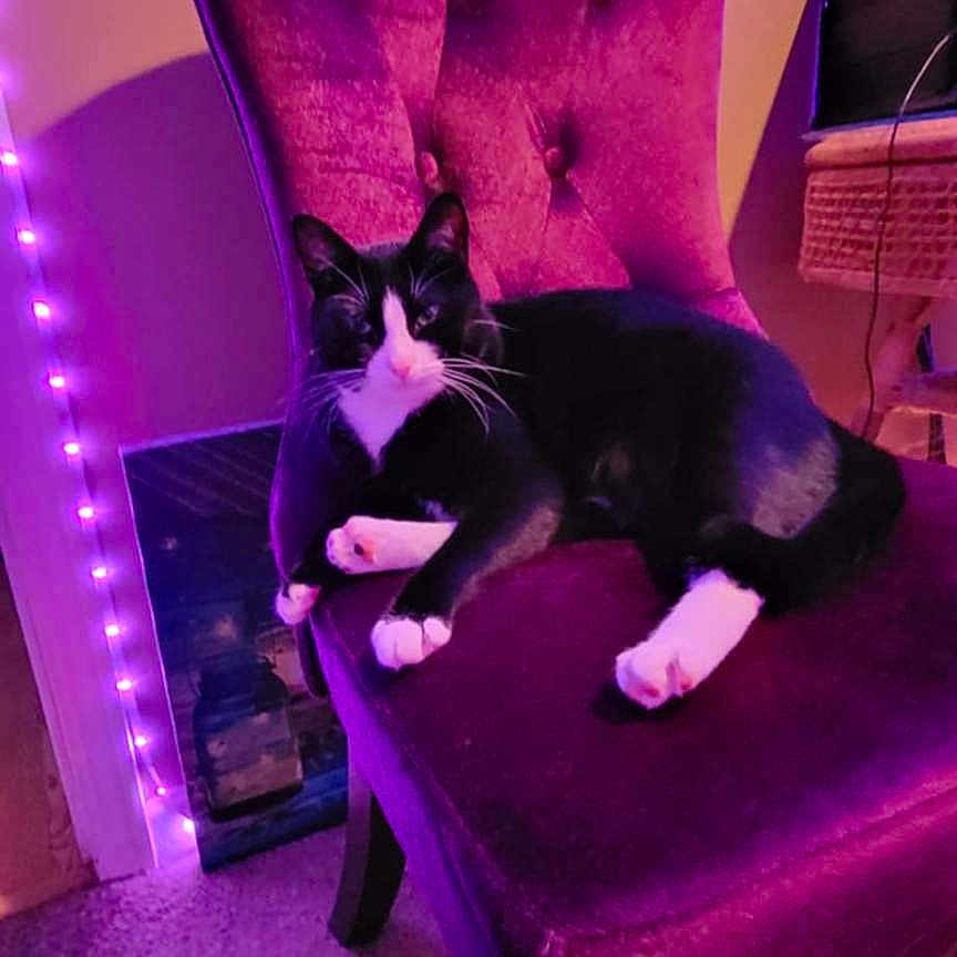 Samantha Delane joined the competition — help win amazing prizes! animal, architecture, armchair, building, canine, cat, chair, chaise, couch, cushion, dog, furniture, homedecor, indoors, interiordesign, kitten, livingroom, pet, puppy, purple