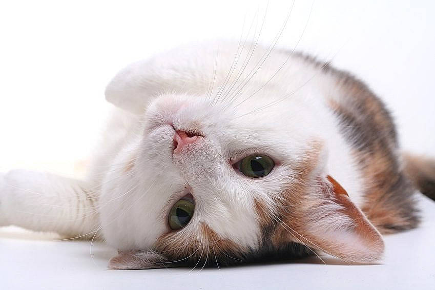 Mila a rejoint le concours — aidez-le/la à gagner de superbes lots ! asian, carnivore, cat, felidae, fur, kitten, mammal, mouth, nose, scottish_fold, small_to_medium_sized_cats, snout, turkish_angora, whiskers