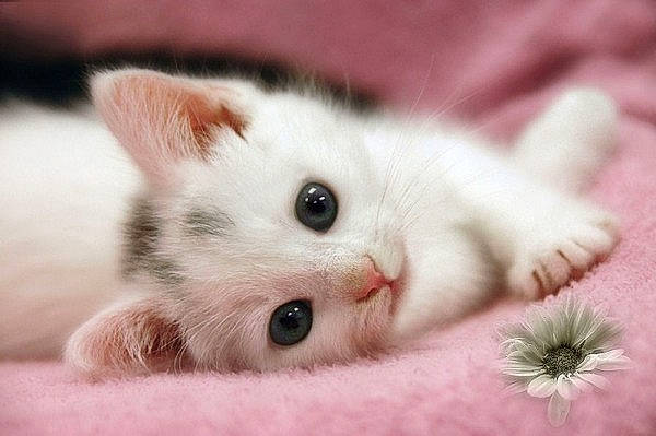 Mila participe au concours pour gagner de l'argent avec cette photo : asian, british_semi_longhair, carnivore, cat, domestic_short_haired_cat, eye, felidae, fur, kitten, mammal, munchkin, ragamuffin, ragdoll, skin, small_to_medium_sized_cats, snout, turkish_angora, turkish_van, vertebrate, whiskers