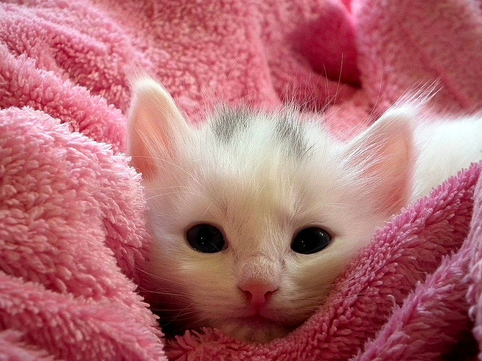 Mila a rejoint le concours — aidez-le/la à gagner de superbes lots ! carnivore, cat, colorpoint_shorthair, fawn, felidae, fur, khao_manee, kitten, mammal, pink, ragdoll, skin, small_to_medium_sized_cats, turkish_angora, turkish_van, whiskers