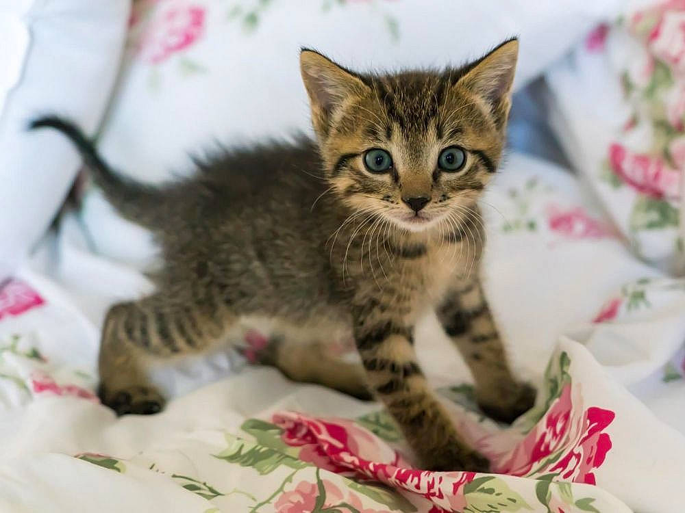 Ruby a rejoint le concours — aidez-le/la à gagner de superbes lots ! american_shorthair, american_wirehair, asian, australian_mist, california_spangled, carnivore, cat, domestic_short_haired_cat, dragon_li, european_shorthair, felidae, kitten, mammal, pixie_bob, small_to_medium_sized_cats, snout, tabby_cat, toyger, vertebrate, whiskers