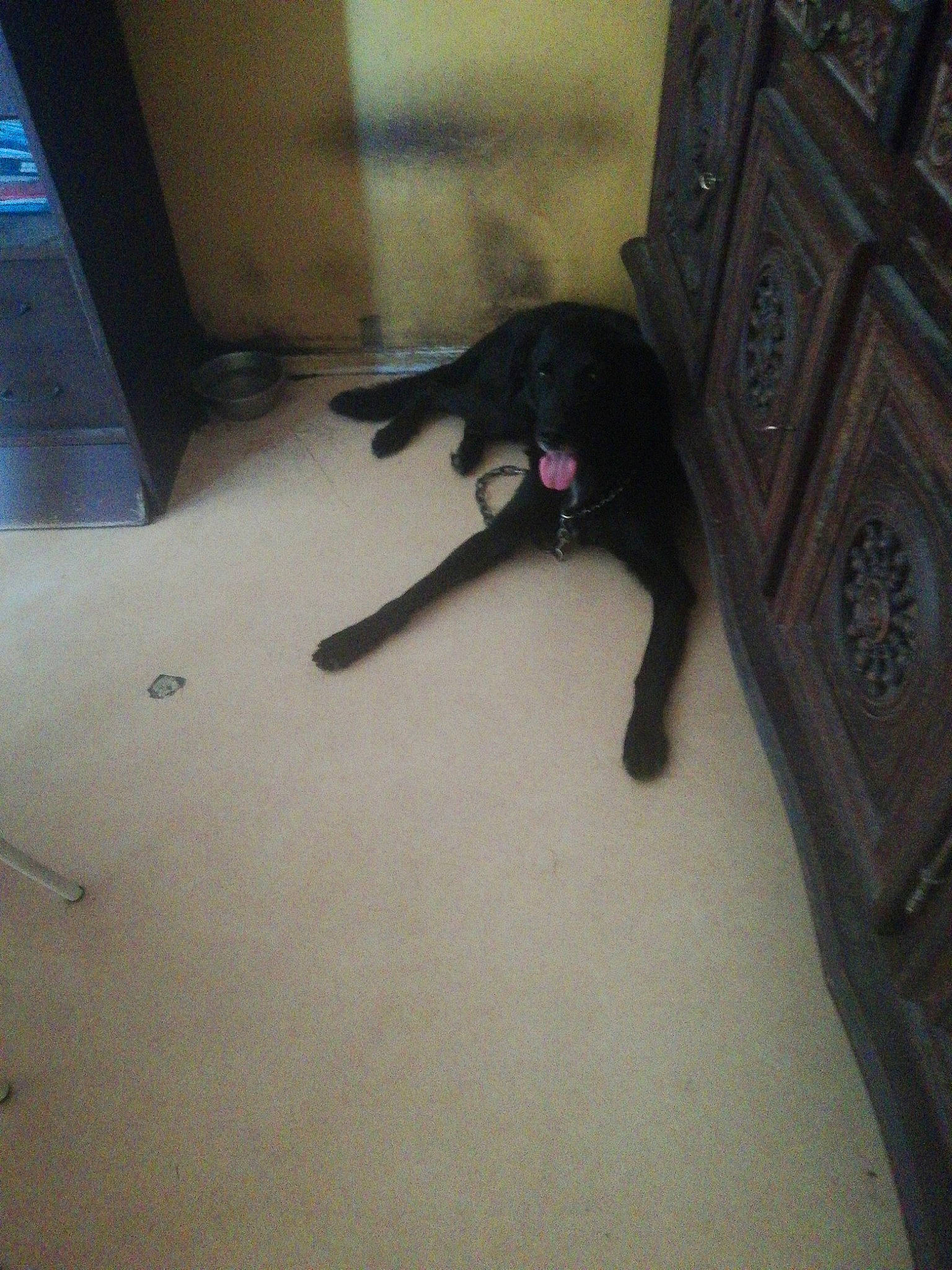 Pabelo participe au concours pour gagner de l'argent avec cette photo : black_cat, canidae, carnivore, cat, dog_breed, felidae, floor, flooring, small_to_medium_sized_cats, sporting_group, tail