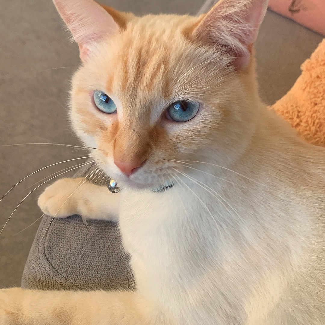 Néo participe au concours pour gagner de l'argent avec cette photo : abyssinian, accessories, angora, animal, armchair, cat, chair, couch, cushion, furniture, homedecor, kitten, linen, manx, pet, siamese, strap