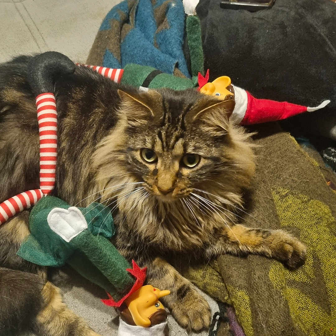 Timon a rejoint le concours — aidez-le/la à gagner de superbes lots ! animal, canine, cat, clothing, couch, cushion, dog, electronics, face, furniture, head, homedecor, hosiery, mobilephone, pants, person, pet, phone, photography, portrait