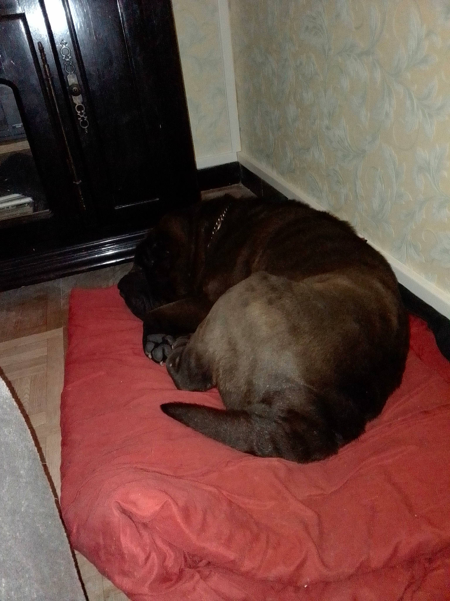 Viktor a rejoint le concours — aidez-le/la à gagner de superbes lots ! brown, carnivore, comfort, companion_dog, dog, dog_breed, fawn, felidae, floor, flooring, hardwood, linens, liver, room, small_to_medium_sized_cats, sporting_group, tail, terrestrial_animal, whiskers, wood