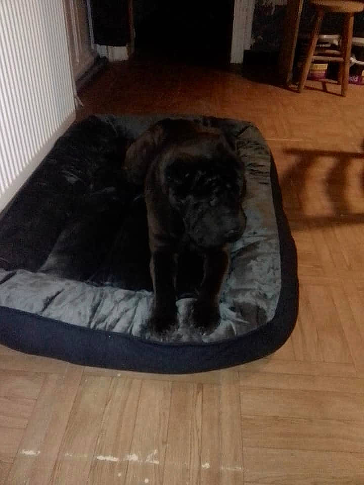 Viktor a rejoint le concours — aidez-le/la à gagner de superbes lots ! automotive_tire, carnivore, comfort, companion_dog, dog, dog_bed, dog_breed, fawn, floor, flooring, grey, hardwood, laminate_flooring, liver, snout, tail, wood, wood_flooring, wood_stain, working_animal