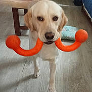 Victor participe au concours pour gagner de l'argent avec cette photo : dog, golden_retriever, toy, orange_toy, indoor, wooden_floor, plant, living_room, furniture, couch, table, flower, houseplant, pet, canine, playful, standing, mouth, domestic, animal