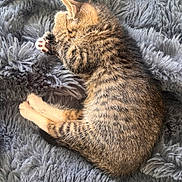 Prada is registered to the contest to win money with this photo: kitten, cat, tabby, sleeping, curled_up, paws, furry, fluffy_blanket, resting, cute, pet, animal, cozy, soft_texture, indoor, young_cat, feline, striped, relaxed, adorable