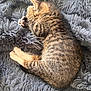 kitten, cat, tabby, sleeping, curled_up, paws, furry, fluffy_blanket, resting, cute, pet, animal, cozy, soft_texture, indoor, young_cat, feline, striped, relaxed, adorable